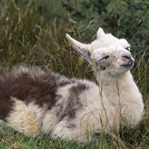 Llama - a 20 hour old baby