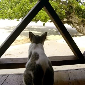 Local domestic cat looks to the sea from a terrace of a restaurant of a small "Bagus Place Retreat" resort on Tioman Island, 30 km East off peninsula Malaysia in South China Sea; June. Ma39. 3878