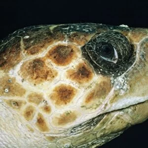 Loggerhead Turtle DSE 91 Close-up of head, Jupiter, Florida. Caretta caretta © Douglas David Seifert / ardea. com