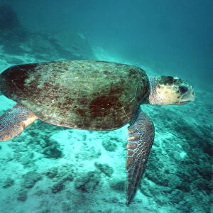 Loggerhead Turtle - female Great Barrier Reef