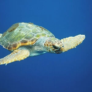 Loggerhead Turtle Front to side view North Atlantic Ocean