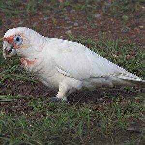 Long-billed Corella Roadside near Palmerston, Northern Territory, Australia. This bird would have to be a cage escape as the Northern Territory is far from its normal habitat
