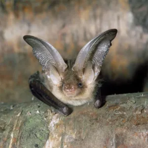 Long-eared Bat