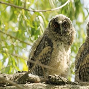 Long eared Owl; Costa Rica