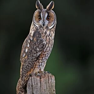 Long eared Owl - on fence post 8632