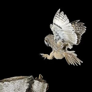 Long Eared Owl - landing on birch stump - Bedfordshire UK 007698