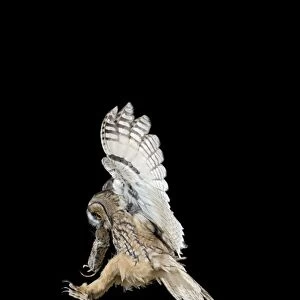 Long eared Owl - landing on birch stump with vole prey - Bedfordshire UK 007701