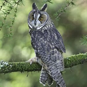Long eared Owl - in larch tree - West Wales UK 007822