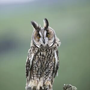 Long eared Owl - perched on stump - West Wales UK 007800