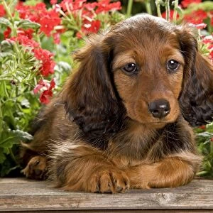 Long-Haired Dachshund / Teckel Dog / Doxie / Doxies in the US - by flowers