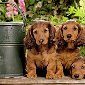Long-Haired Dachshund / Teckel Dog - three puppies. Also known as Doxie / Doxies in the US