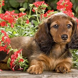 Long-Haired Dachshund / Teckel Dog - puppy with flowers. Also known as Doxie / Doxies in the US
