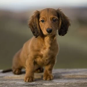 Long-Haired Dachshund / Teckel Dog - puppy. Doxie / Doxies in the US