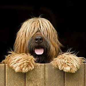 Long-haired dog looking over door