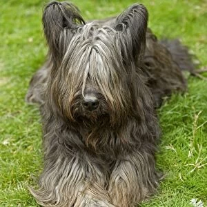 Long-haired Dog - lying on grass