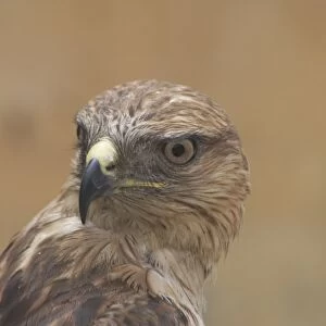 Long-legged Buzzard, juvenile, close up of head. Newly-fledged bird for sale in Sfax, Tunisia, North Africa