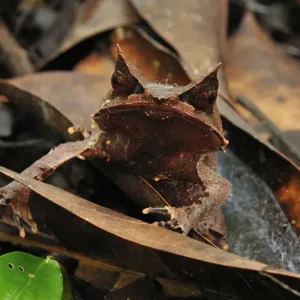 Long-nosed Horned Frog / Malayan Horned Frog - camouflaged on leaf litter - Gunung Leuser National Park - Northern Sumatra - Indonesia Long-nosed Horned Frog / Malayan Horned Frog - camouflaged on leaf litter - Gunung Leuser National Park - Northern Sumatra - Indonesia