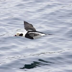 Long Tailed Duck or Oldsquaw - In Flight Clangula hyemalis Varanger Fjord, Norway BI013786