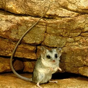 Long-tailed Dunnart - Standing on hind legs - Scattered populations in deserts (rock/sand) of central and Western Australia, Central Australia JPF44542