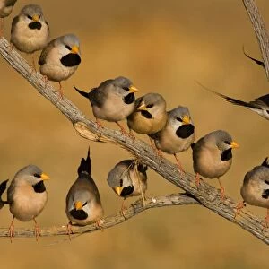 Long-tailed Finch flock - coming to drink At a tiny drying pool near Mt Barnett, Gibb River Road, Kimberley, Western Australia. Long-tailed Finches inhabit grasslands and open grassy woodlands but always within reach of water