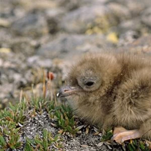 Long-tailed Skua - chick