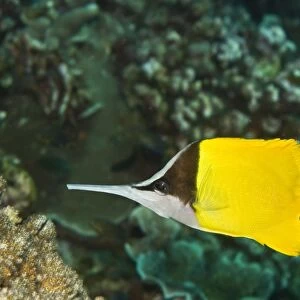 Longnose Butterflyfish - Sometime seen coulored all black these fish feed on small invertebrates -Papua New Guinea
