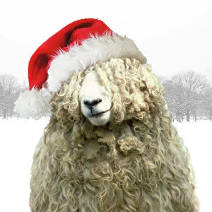 Longwool Sheep - wellington boots wearing Christmas hat Digital Maipulation Background, boots, hat all (Su)