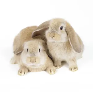 Lop-eared Rabbit
