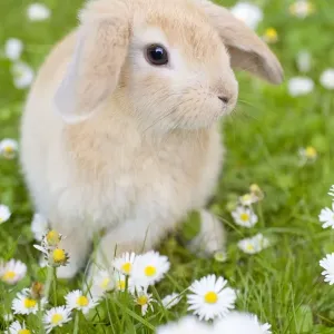 Lop Eared Rabbit - juvenile on garden lawn