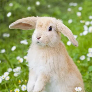 Lop Eared Rabbit - juvenile on garden lawn Digital Manipulation: added daisies to the top