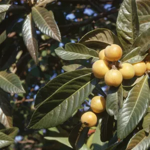 Loquat Fruit - ripe