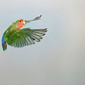 Lovebird - Peach faced in flight turning Distribution: Africa