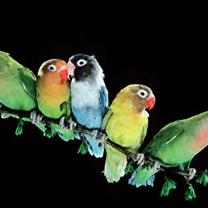 Lovebirds LA 111 From left to right: 1st & 5th: Peach Faced, 2nd: Fischers, 3rd: Blue Variety of Masked Lovebird and 4th:Masked © J. M. Labat / ARDEA LONDON