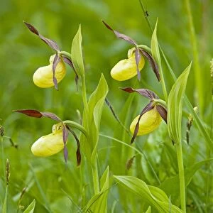 Lovely clump of Lady's Slipper Orchids - Estonia