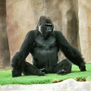 Lowland Gorilla - adult male