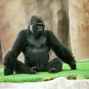 Lowland Gorilla - adult male