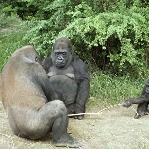 Lowland Gorilla - two adults & one juvenile playing