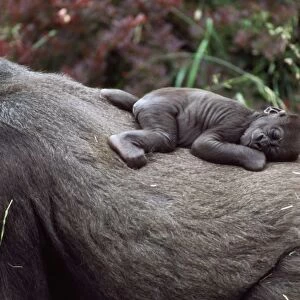 Lowland Gorilla - newborn female on mothers back