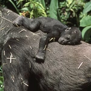 Lowland Gorilla - young on back