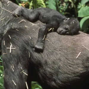 Lowland Gorilla - young on back