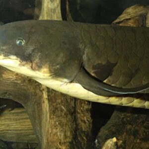 Lungfish- Australia, Murray River and its tributaries. Very ancient air breathing fish. Endangered species