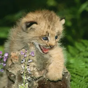 Lynx CLA 408 Kitten, snarling, Montana, USA. Felis lynx &copy; Mary Clay / ARDEA LONDON