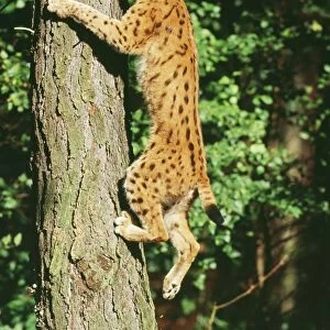Lynx - climbing tree