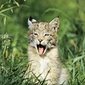 Lynx - cub yawning, Bavaria National Park, Germany
