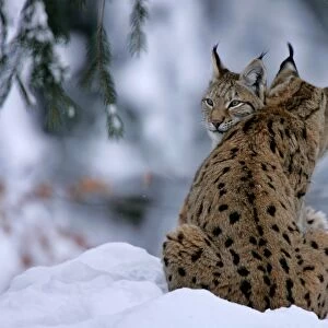 Lynx two individuals cuddling in winter forest Bavarian Forest National Park, Germany