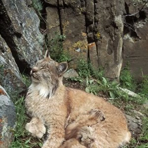 Lynx Mother & babies Montana, USA