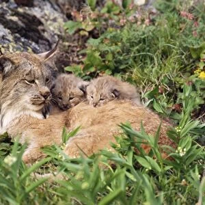 Lynx - mother with young kittens Montana, USA