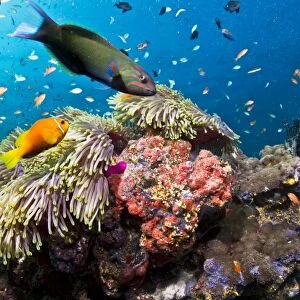 Lyretail Wrasse - with Tomato Anemonefish / Clownfish (Amphiprion frenatus)and Damselfish - Maldives