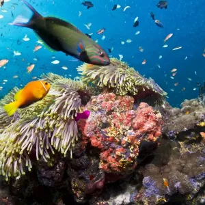 Lyretail Wrasse - with Tomato Anemonefish / Clownfish (Amphiprion frenatus)and Damselfish - Maldives Lyretail Wrasse - with Tomato Anemonefish / Clownfish (Amphiprion frenatus)and Damselfish - Maldives