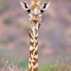 Maasai Giraffe - with birds on neck JFL01289